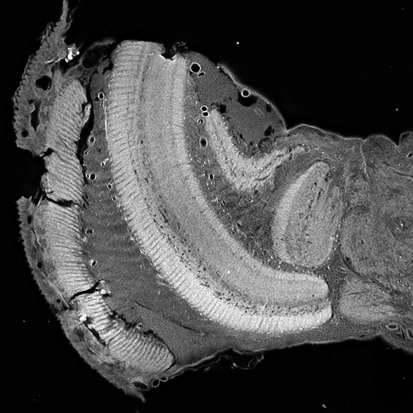 IF of sectioned optic lobe of Greta morgane stained with DSHB antibody 5F10 against allostatin. Image credit: Stephen Montgomery, PMID: 37921078, Fig. 6A